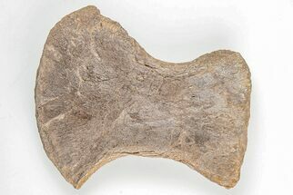 Mosasaur (Platecarpus) Ulna Bone - Kansas #197659