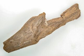 Cretaceous Swordfish (Protosphyraena) Rostrum - Kansas #197696