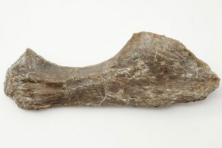 Fossil Amphibian (Eryops) Ulna Bone - Texas #197820
