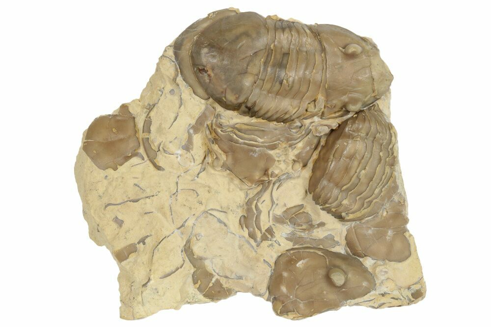 Ordovician Brachiopod fossil Bromide Formation Oklahoma Oxoplecia gouldi 1/bid 