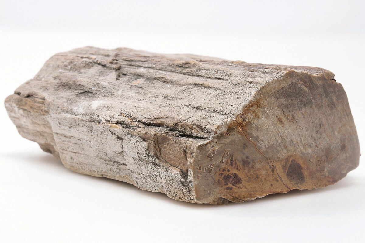 4 Devonian Petrified Wood From Oklahoma - Oldest True Wood (198032 