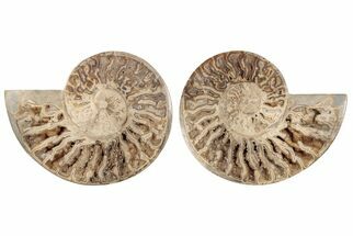 Daisy Flower Ammonite (Choffaticeras) - Madagascar #198090