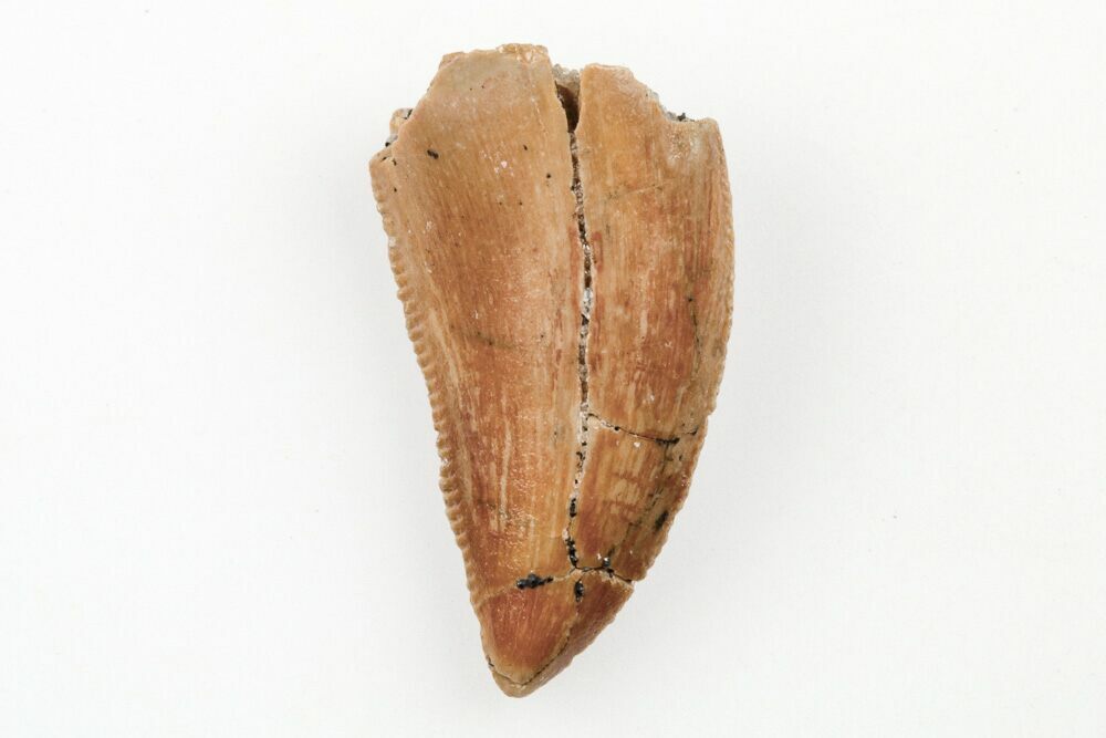 Serrated, .66" Raptor Tooth Real Dinosaur Tooth (196617) For Sale