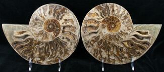 10" Choffaticeras ("Daisy Flower") Ammonite   For Sale, #12455