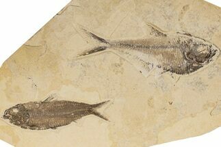Two Fossil Fish (Knightia & Diplomystus) - Wyoming #198398
