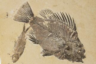 Fossil Fish (Priscacara) With Knightia - Wyoming #198400