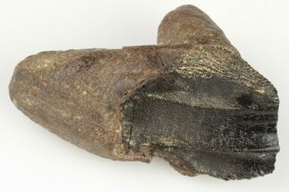 Rooted Ceratopsian Dinosaur Tooth - Judith River Formation #198668