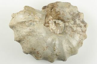Cretaceous Fossil Ammonite (Calycoceras) - Texas #198220