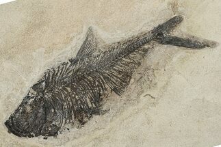 16.6" Fossil Fish (Diplomystus) - Wyoming - Fossil #198772