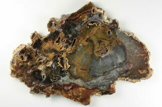 8" Colorful, Hubbard Basin Petrified Wood Slab - Nevada - Fossil #198971