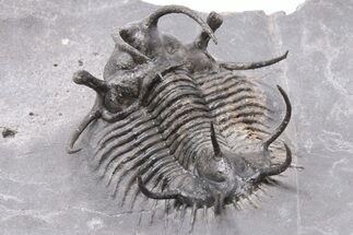 2.1" Spiny Ceratarges Trilobite - Zireg, Morocco - Fossil #199007