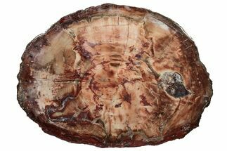 Wide, Brilliant Red Petrified Wood Tabletop - Junggar Basin, China #199037