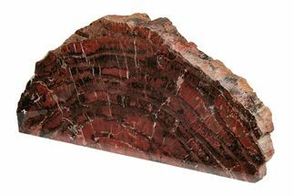 Black and Red Petrified Wood (Araucarioxylon) Stand-up - Arizona #199038
