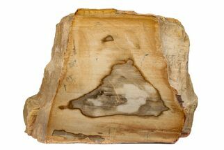 7" Polished Petrified Wood Stand-up - Sweethome, Oregon - Fossil #199043