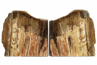 Colorful Petrified Wood Bookends - Washington #199152