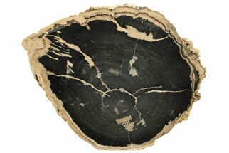 Petrified Wood (Schinoxylon) Log - Blue Forest, Wyoming #199029