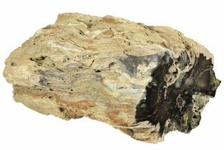 8.3" Jurassic Petrified Wood (Conifer) Limb - Utah - Fossil #199236