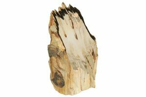 Oregon Petrified Wood For Sale 