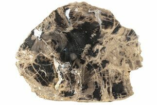 15.3" Polished, Double-Hearted Petrified Wood Slab - Sweethome, Oregon - Fossil #199011