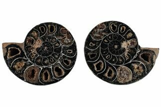 Cut/Polished Ammonite (Phylloceras?) Pair - Unusual Black Color #166035