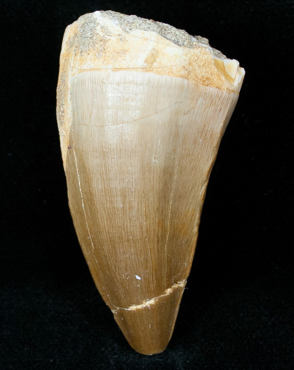 1 8 Fossil Mosasaurus Tooth For Sale 12440 FossilEra