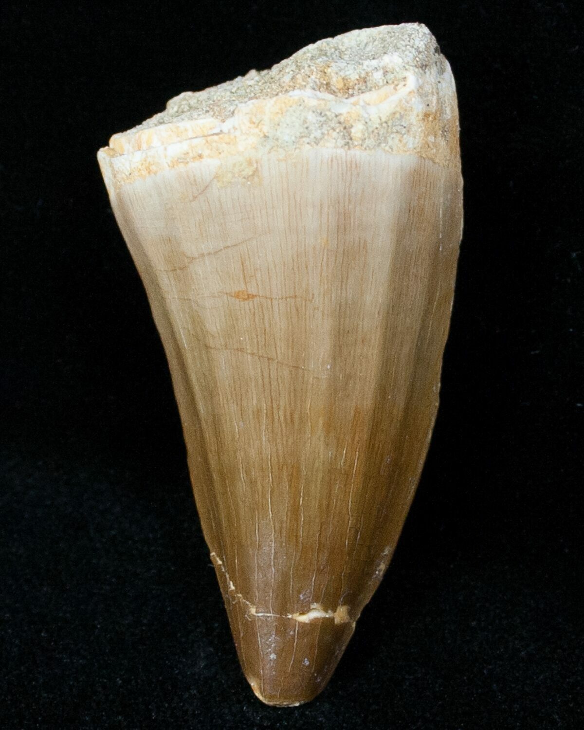 mosasaurus tooth for sale