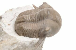 1.45" Wide, Thaleops Trilobite - Wisconsin - Fossil #199168