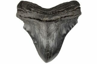 Fossil Megalodon Tooth - Pathological Blade #199180