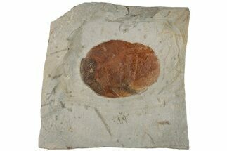 2.4" Fossil Leaf (Zizyphoides) - Montana - Fossil #199572