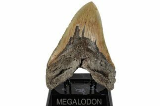 Monster, Fossil Megalodon Tooth - North Carolina #199691