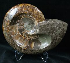 Cleoniceras cleon - Fossils For Sale - #12471