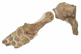 Fossil Plesiosaur Paddle & Coracoid - Asfla, Morocco #199983