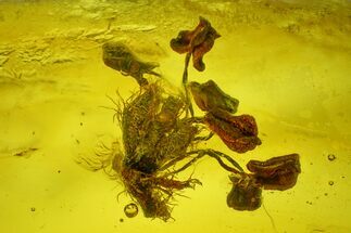 Detailed Fossil Oak Flower (Quercus) In Baltic Amber #200082
