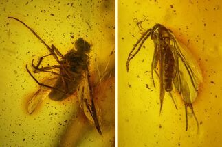 Two Fossil Flies (Diptera) In Baltic Amber - One Large Fly #200188