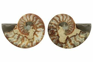 5.15" Cut & Polished, Agatized Ammonite Fossil - Madagascar - Fossil #200021