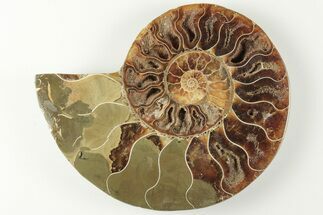 4.25" Cut & Polished Ammonite Fossil (Half) - Madagascar - Fossil #200053