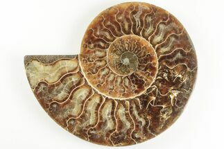 5.2" Cut & Polished Ammonite Fossil (Half) - Madagascar - Fossil #200033