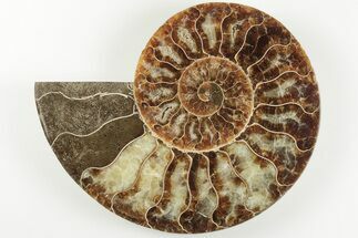 5.25" Cut & Polished Ammonite Fossil (Half) - Madagascar - Fossil #200041