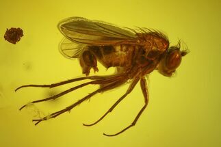 Detailed Fossil Fly (Dolichopodidae) In Baltic Amber #200249