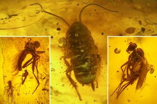 Fossil Flies (Diptera) and a Cockroach (Blattoidea) In Baltic Amber #200253