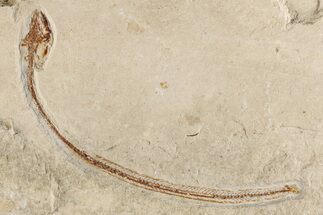Cretaceous Primitive Eel (Enchelion) - Hakel, Lebanon #200279