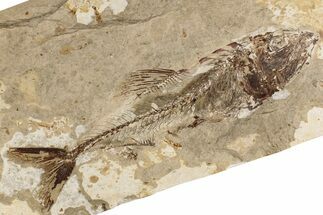 9.2" Cretaceous Fossil Fish (Spaniodon) - Lebanon - Fossil #200282