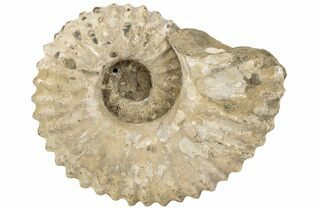 Ammonite Fossils For Sale