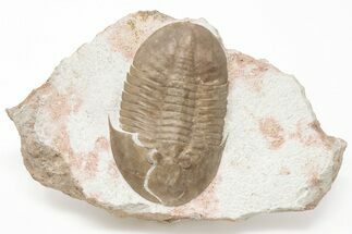Rare, 3.1" Ptychopyge Trilobite - St. Petersburg, Russia - Fossil #200391