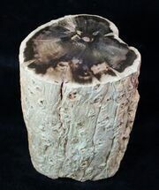 Woodworthia Petrified Wood Log - x #12628