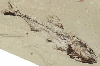 6.3" Cretaceous Fish (Spaniodon) With Pos/Neg - Lebanon - Fossil #200636