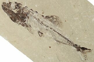 Cretaceous Fish (Spaniodon) With Pos/Neg - Lebanon #200636