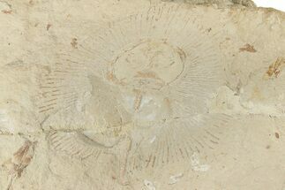 Bargain, 4.6" Cretaceous Ray (Cyclobatis) - Hakel, Lebanon - Fossil #200635
