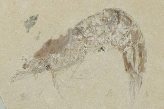 Cretaceous Fossil Shrimp - Hjoula, Lebanon #200695