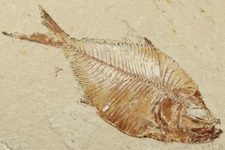 Fossil Fish (Diplomystus Birdi) - Hjoula, Lebanon #200730